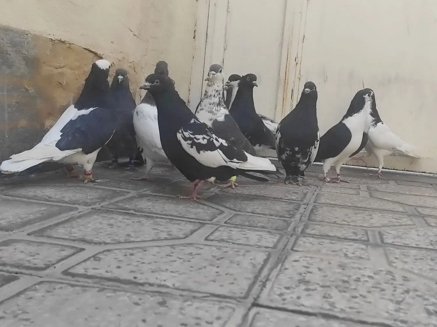 14کفتر هوایی شهری و بهبونی|پرنده|مرودشت, ابوذر شمالی‎|دیوار