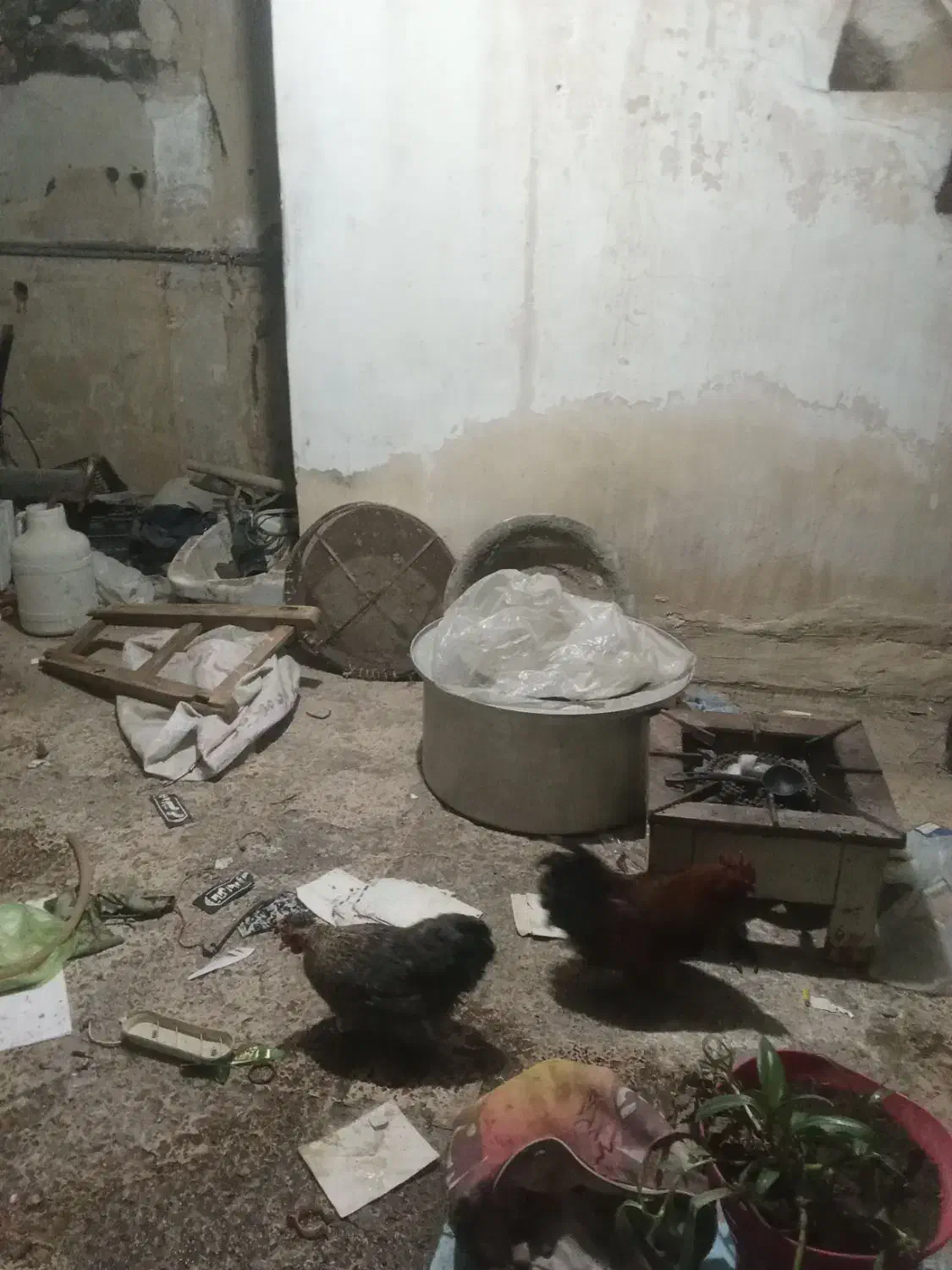 مرغ خروس خوشگل|حیوانات مزرعه|مشهد, کوشش|دیوار