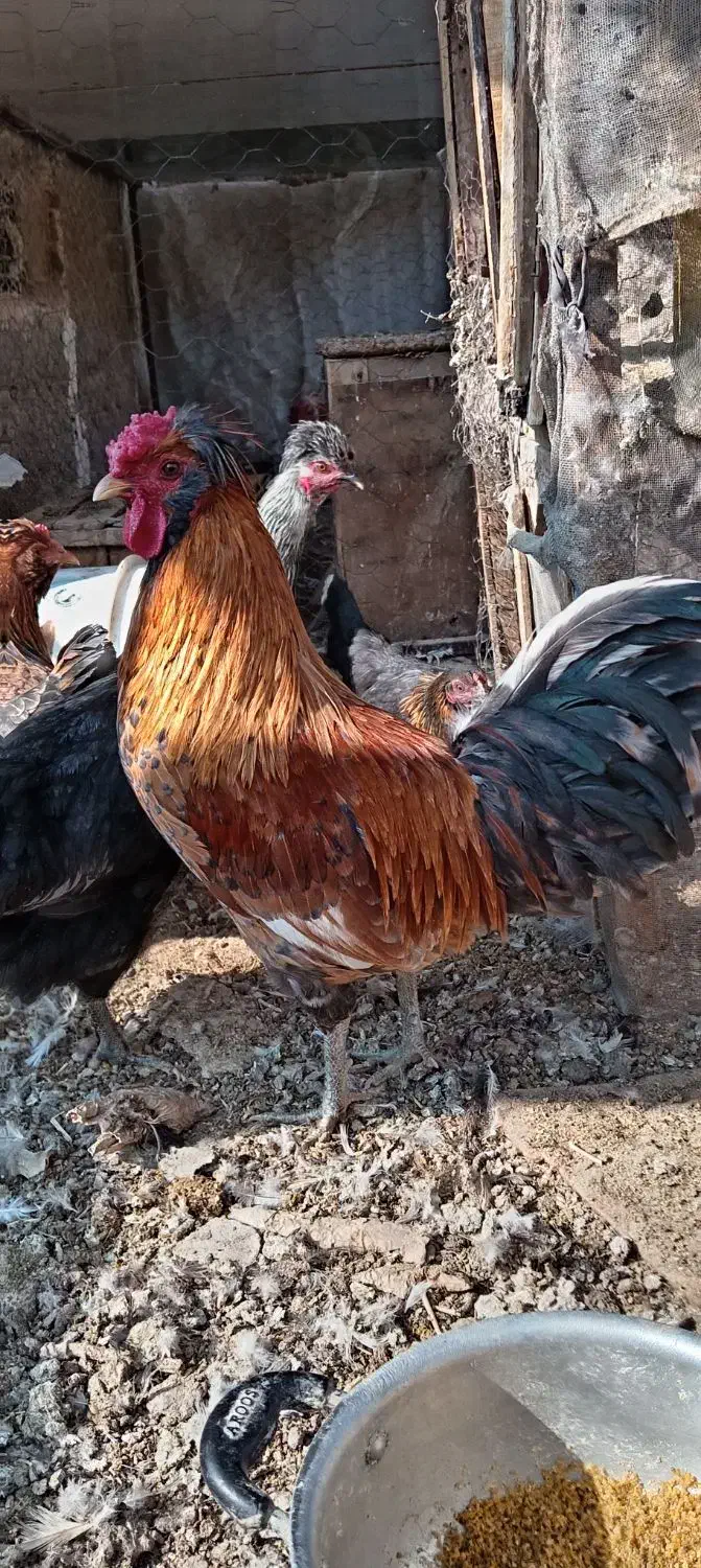 سه عدد خروس گلین|حیوانات مزرعه|برخوار, |دیوار