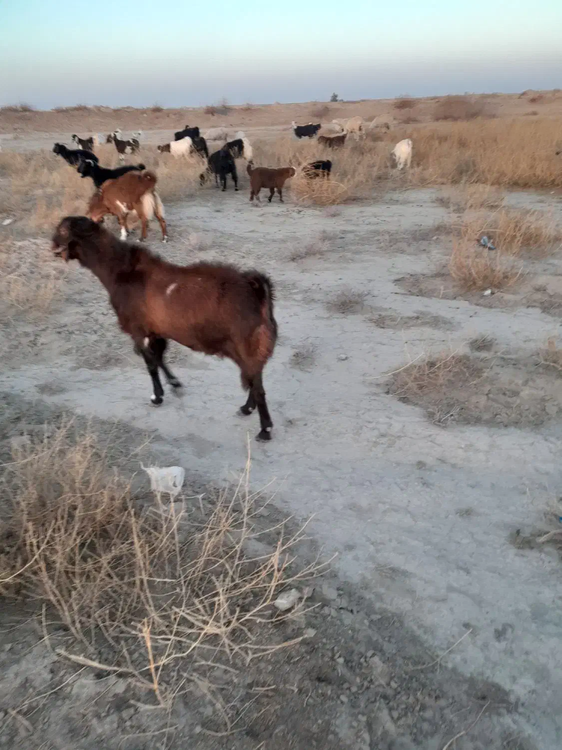 گوسفند|حیوانات مزرعه|نیمروز, |دیوار