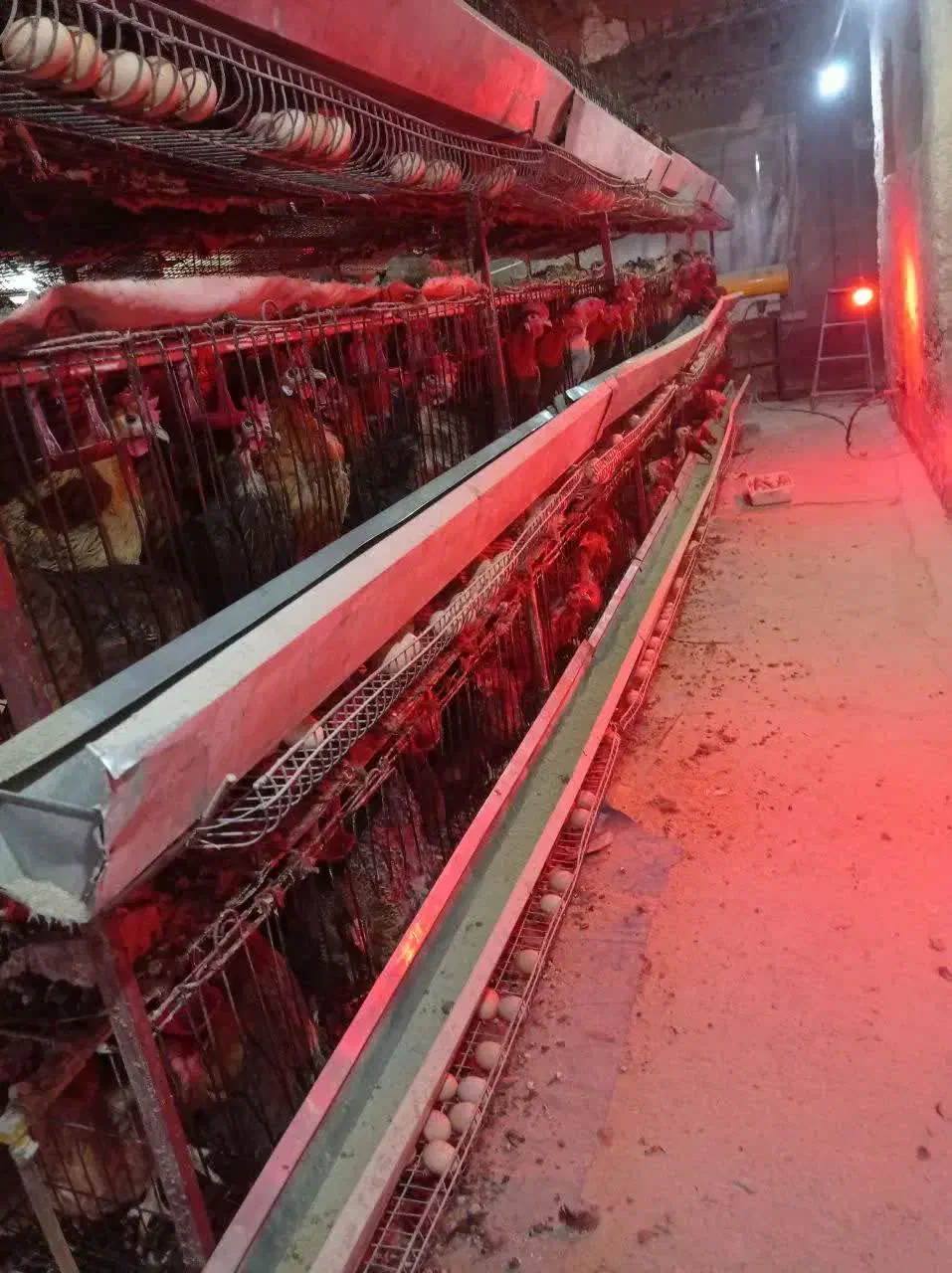 قفس مرغ تخمگذار|لوازم جانبی حیوانات|باشتین, |دیوار