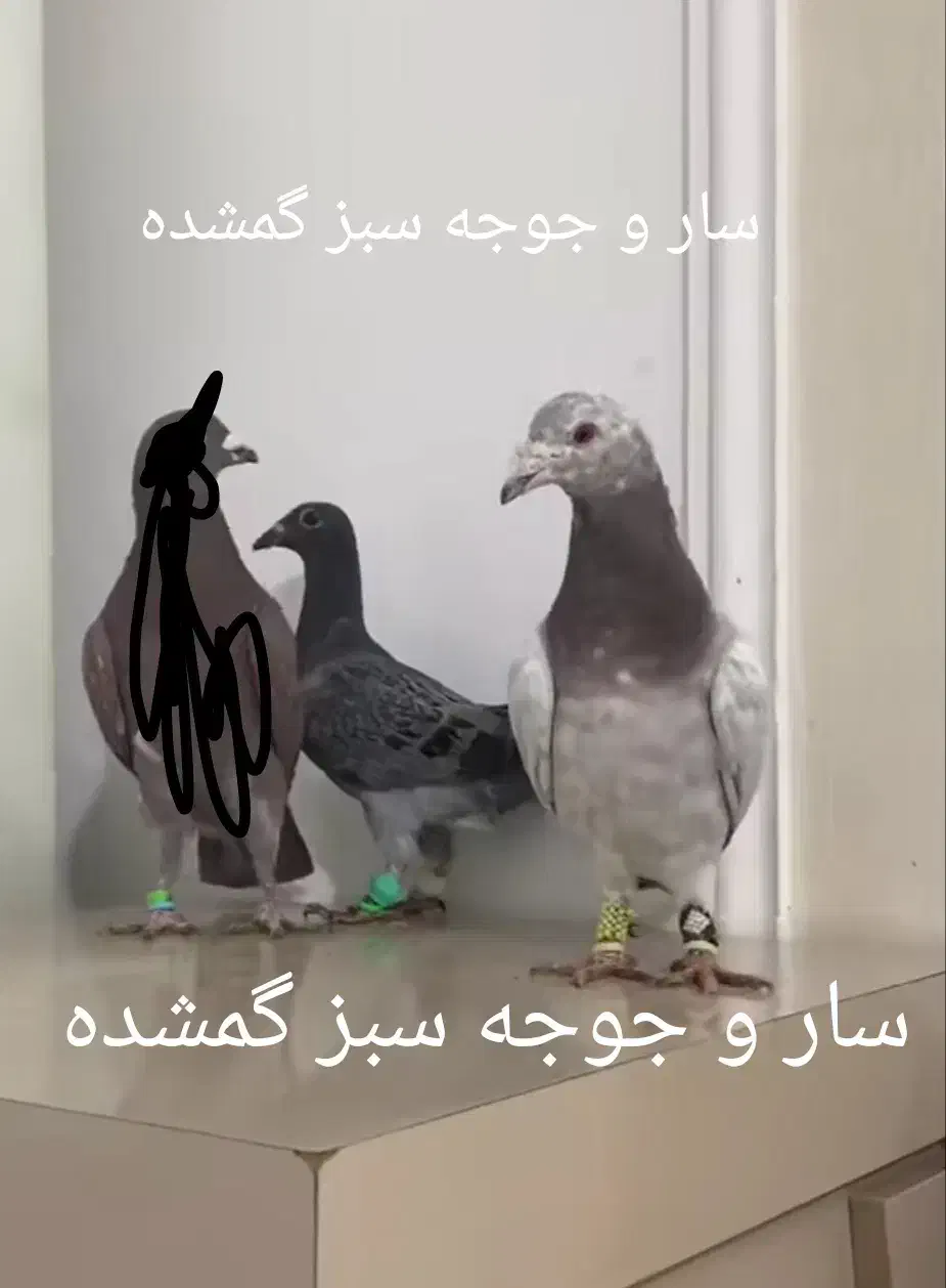 سار و سبز گم شده|حیوانات|مشهد, امیریه|دیوار