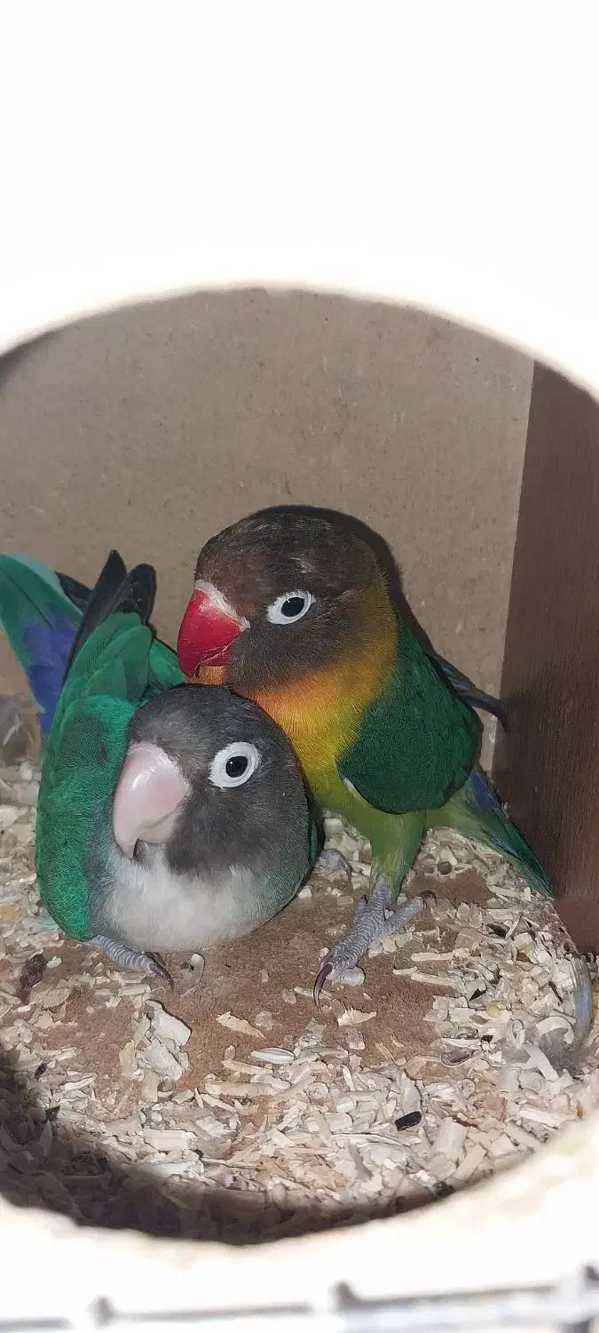 طوطی برزیلی مولد باقفس ولانه رنگ خاص|پرنده|سرپل ذهاب, |دیوار