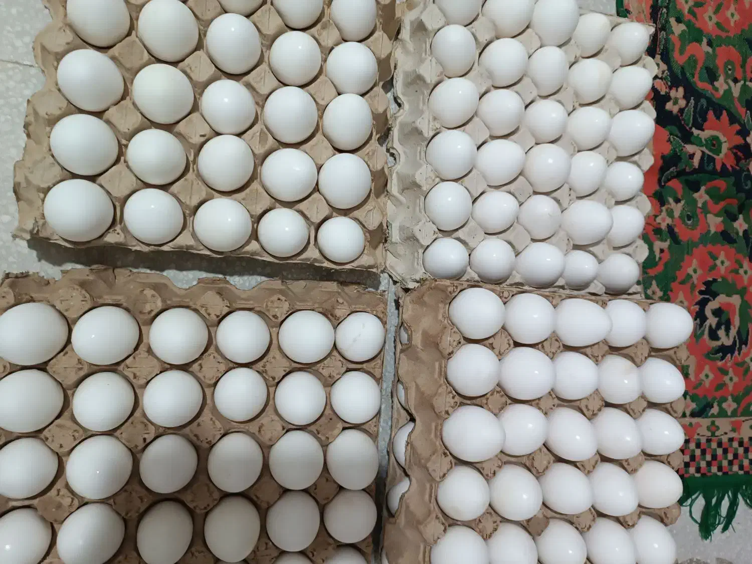 تخم مرغ روز از مرغ داری کیلویی ۸۰تومن|خوردنی و آشامیدنی|قم, خاکفرج|دیوار