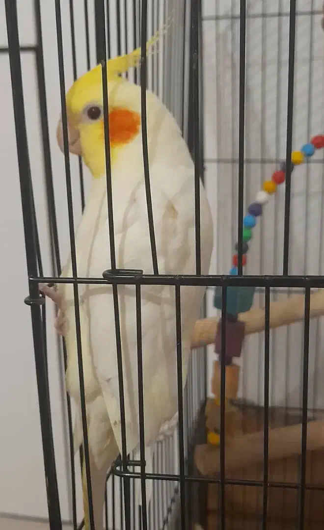 عروس هلندی نر سخنگو|پرنده|شوش, |دیوار