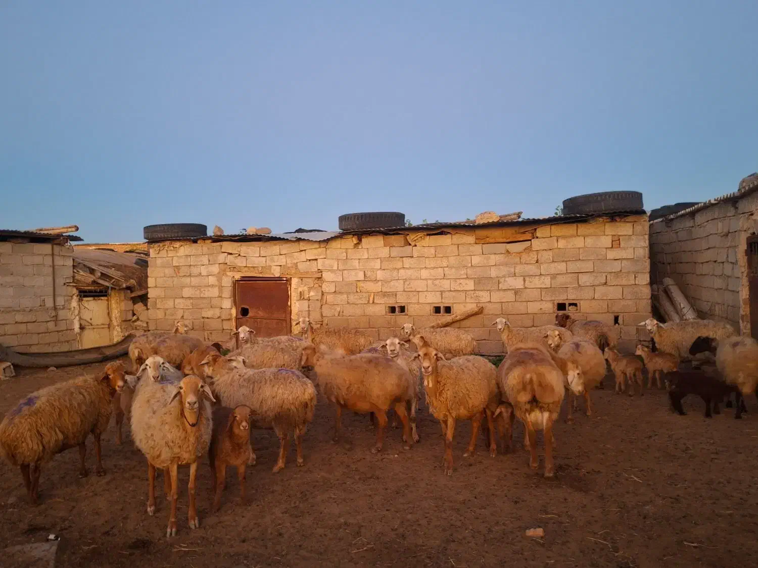 گوسفند دامازدیخ|حیوانات مزرعه|قشلاق دشت, |دیوار