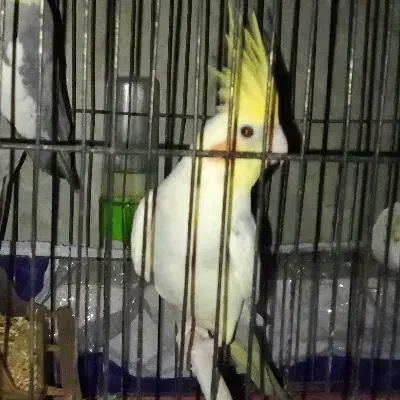 عروس نر مرواریدی|پرنده|مینودشت, |دیوار