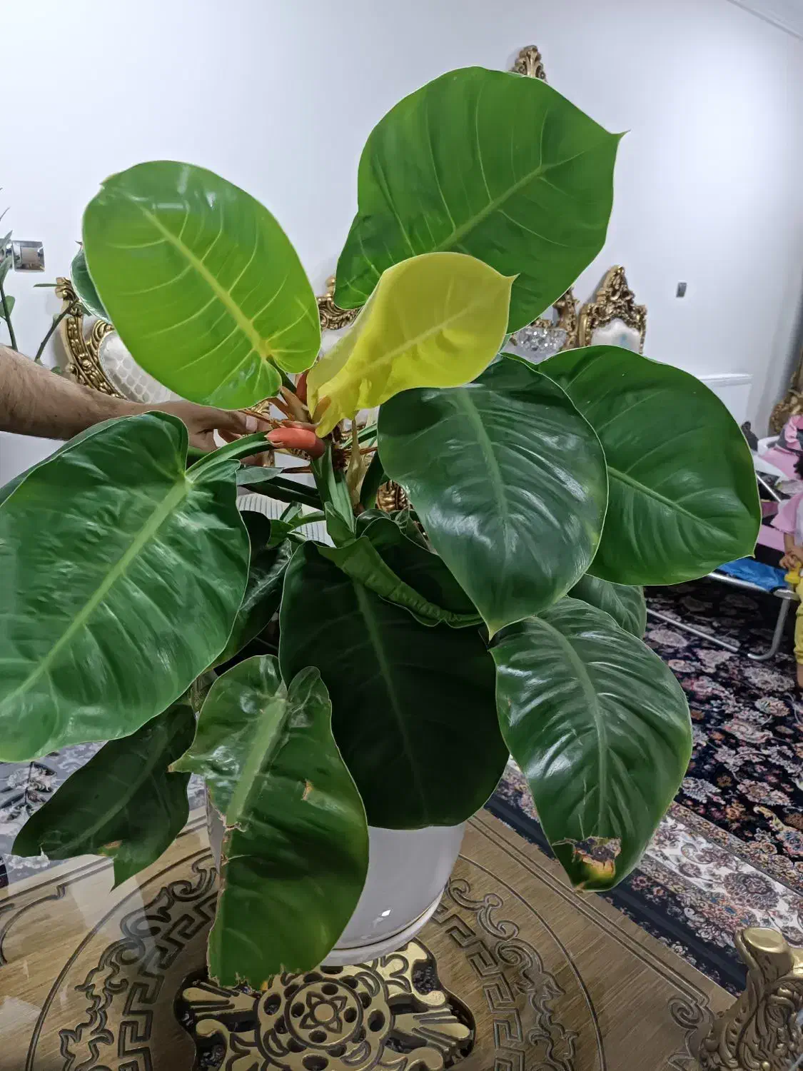 گل فیلودندرون|گل و گیاه طبیعی|الیگودرز, |دیوار