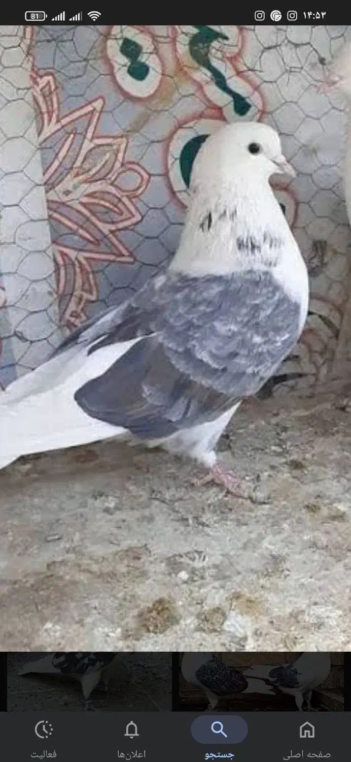 کفتر|حیوانات|اصفهان, محمودیه|دیوار