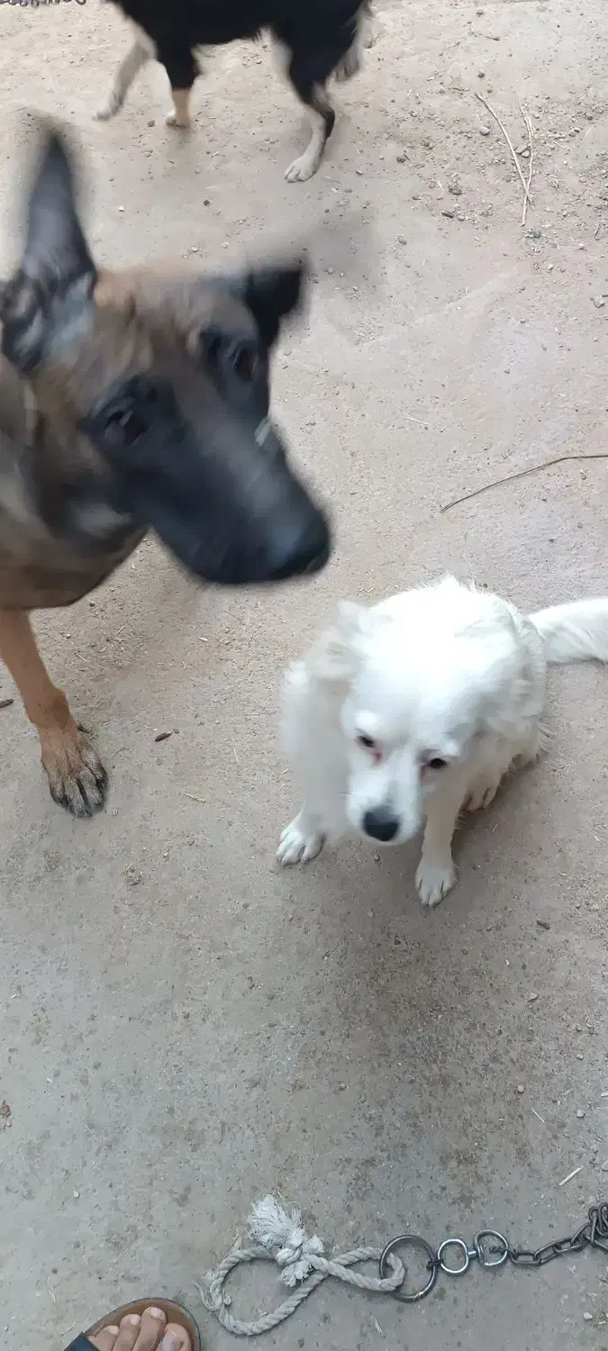 مالینیور ماده درجه یک جوان با یک سگه شیتزو ماده|سگ|سعدآباد, |دیوار