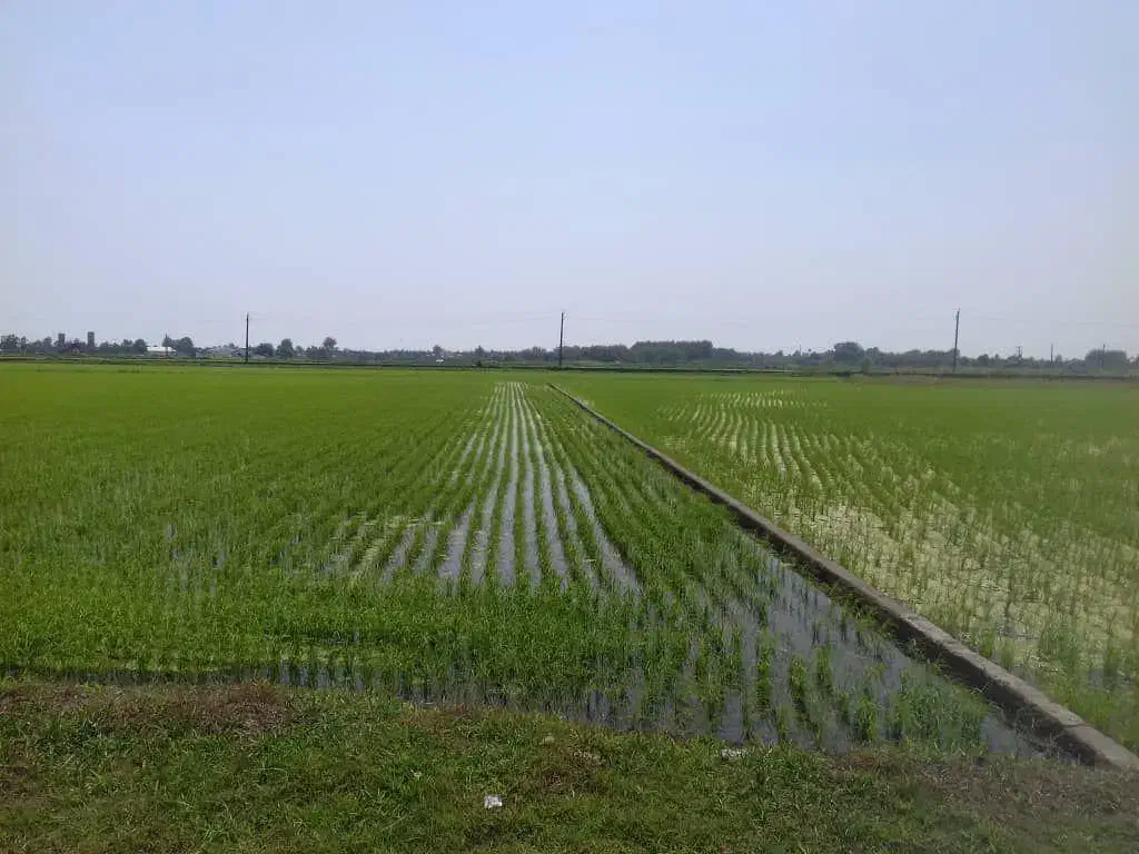 زمین شالیزاری در قندارخیل و ورکلا|فروش زمین و ملک کلنگی|طبقده, |دیوار