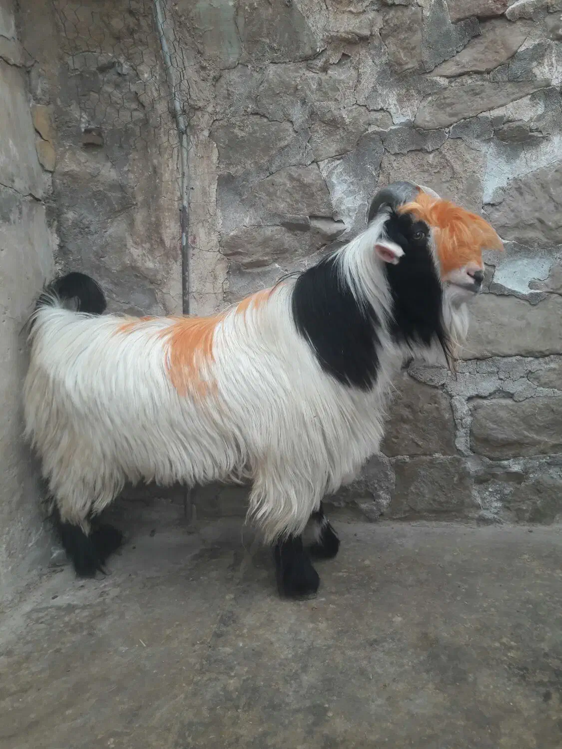 بیگ‌نر|حیوانات مزرعه|مسجد سلیمان, |دیوار