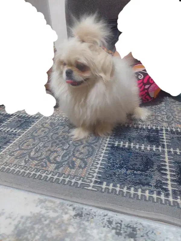 سگ پیکینیز امپریال|سگ|شیراز, رکنآباد|دیوار