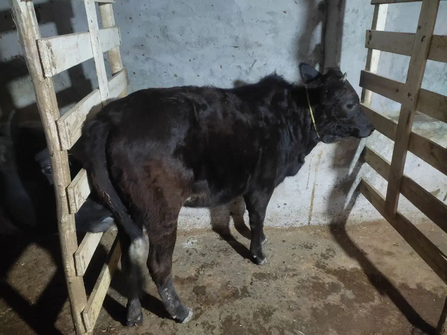 لیشه  چالوسی اصیل|حیوانات مزرعه|آستانه اشرفیه, |دیوار