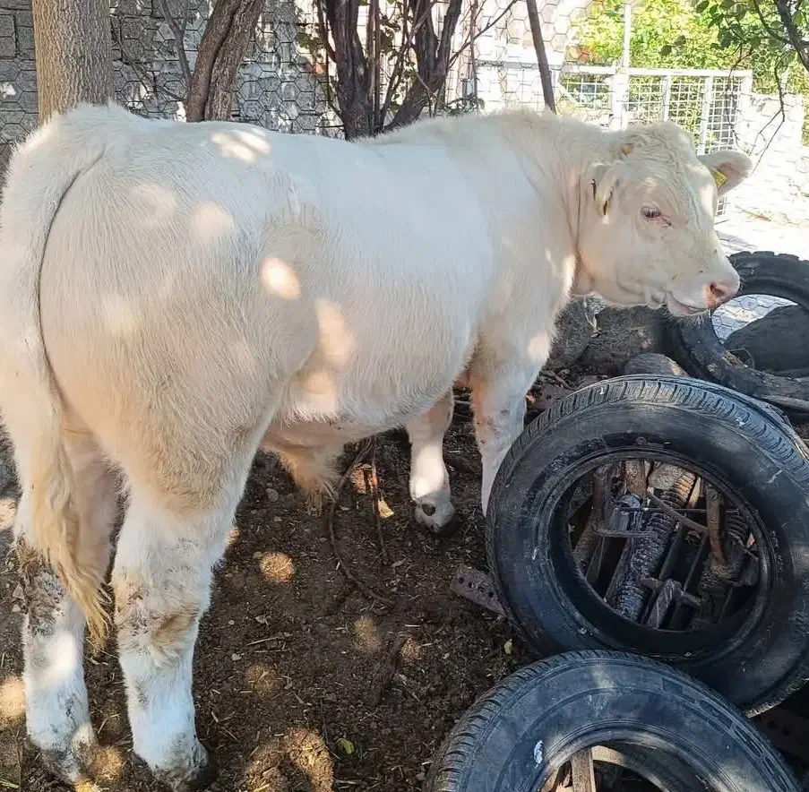 جهت خرید انواع گوساله پرواری داشتی|حیوانات مزرعه|تهران, بوستان ولایت|دیوار