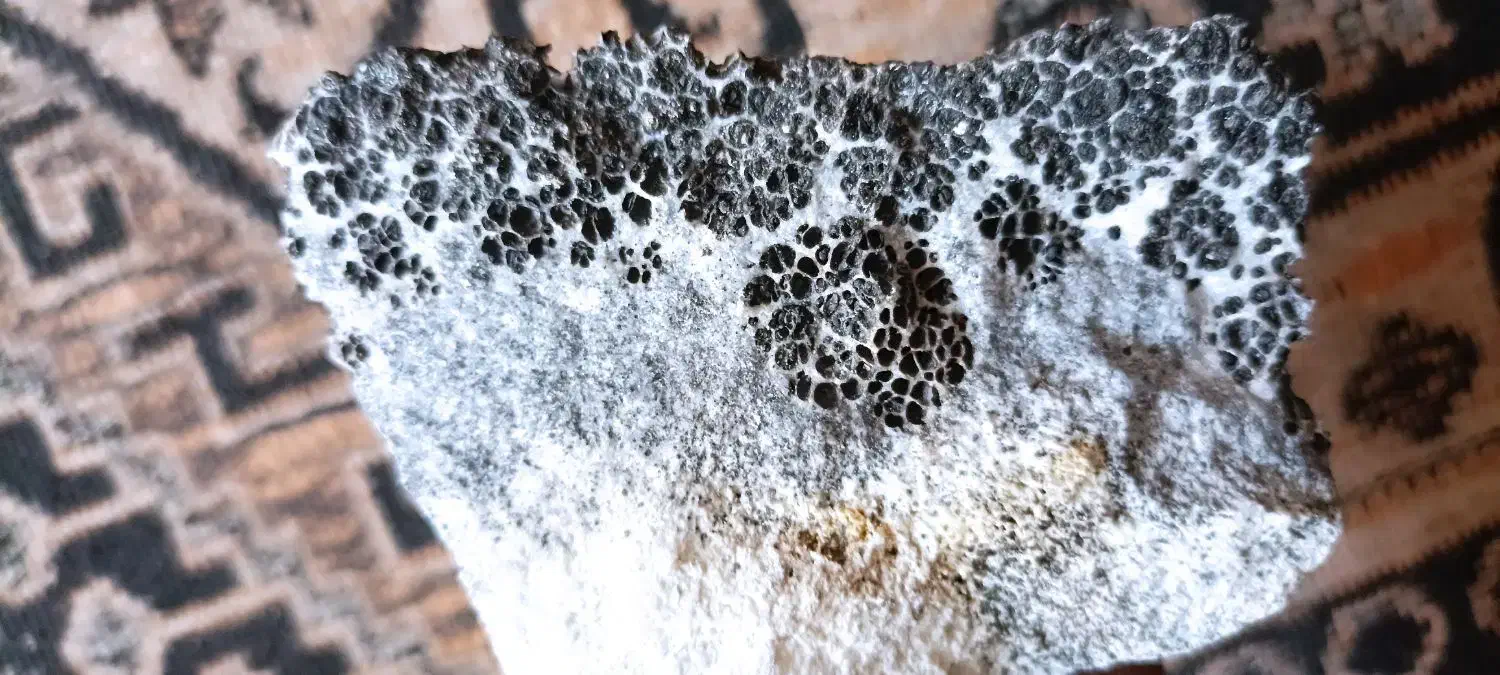 سلامفروشسنگشجر|جواهرات|بردسیر, |دیوار