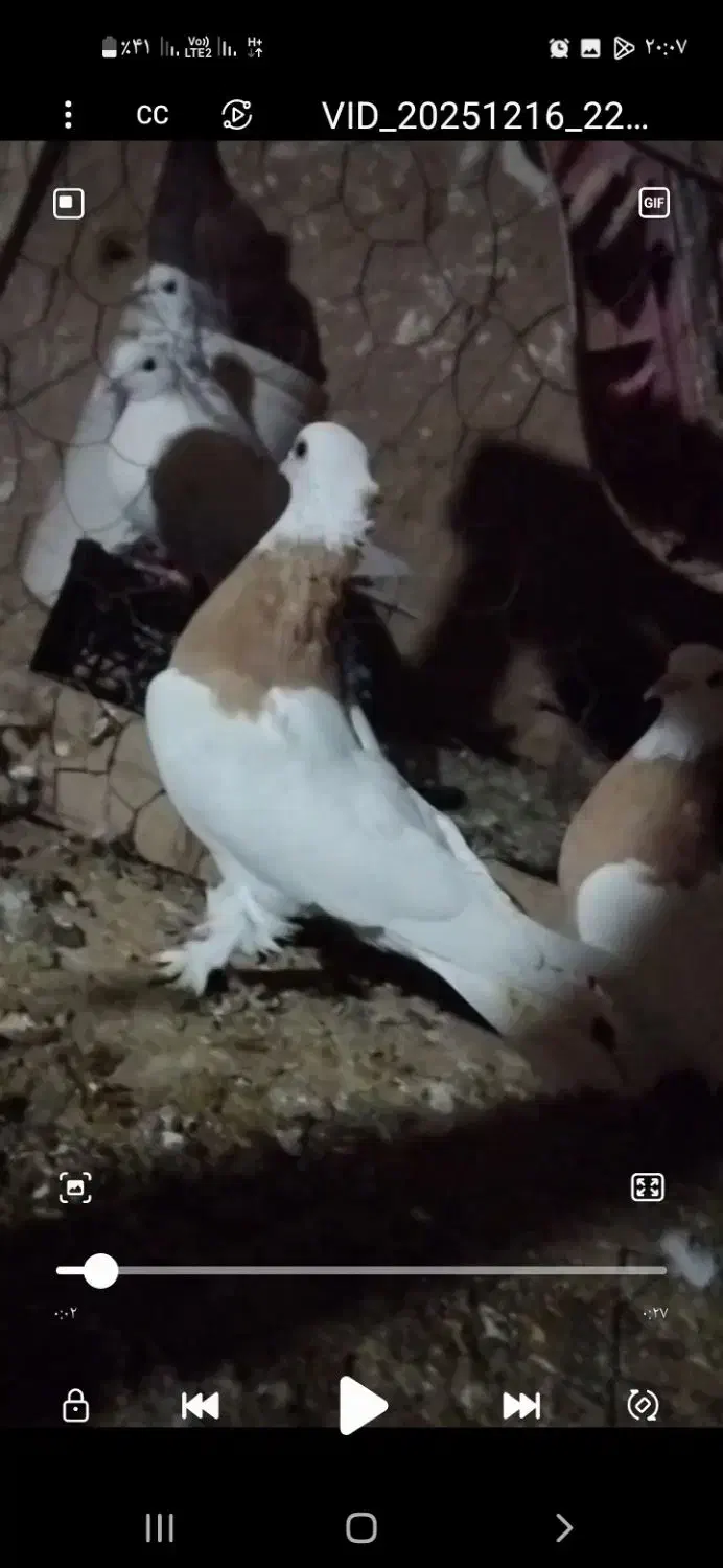 طوقی|پرنده|مشهد, کوی ولیعصر|دیوار