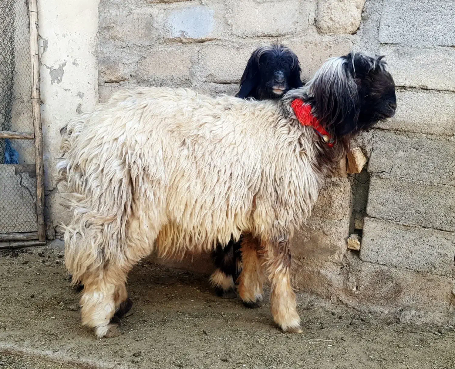 شهرکرد|حیوانات مزرعه|اردل, |دیوار