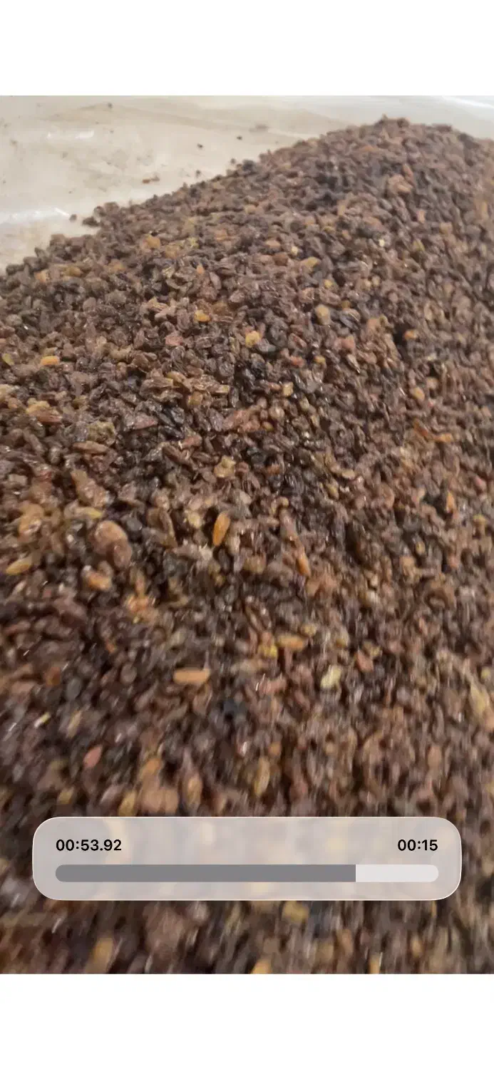 کشمش یک به یک|عمدهفروشی|تنکابن, |دیوار