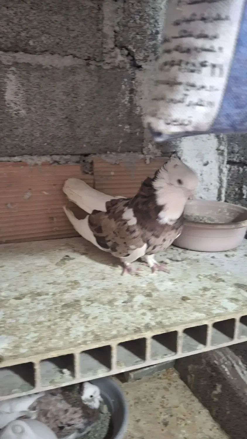 کبوتر هما|پرنده|ری, شهرک نظامی|دیوار