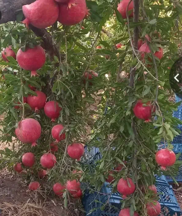 انار درجه یک کاشمر کیلو ۱۰۰تومان|خوردنی و آشامیدنی|نیشابور, شهید جعفری|دیوار