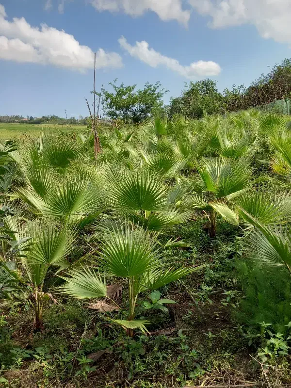 تعداد 200 عدد پالم داخل زمین به فروش میرسد|گل و گیاه طبیعی|واجارگاه, |دیوار