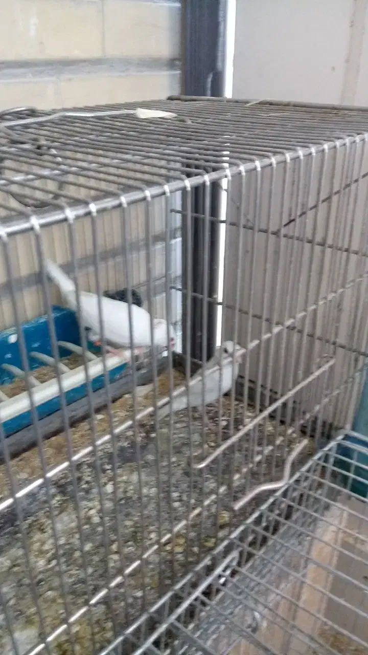 جفت فنچ نرگسی البینو چشم قرمز|پرنده|اندیشه, اندیشه فاز ۵|دیوار