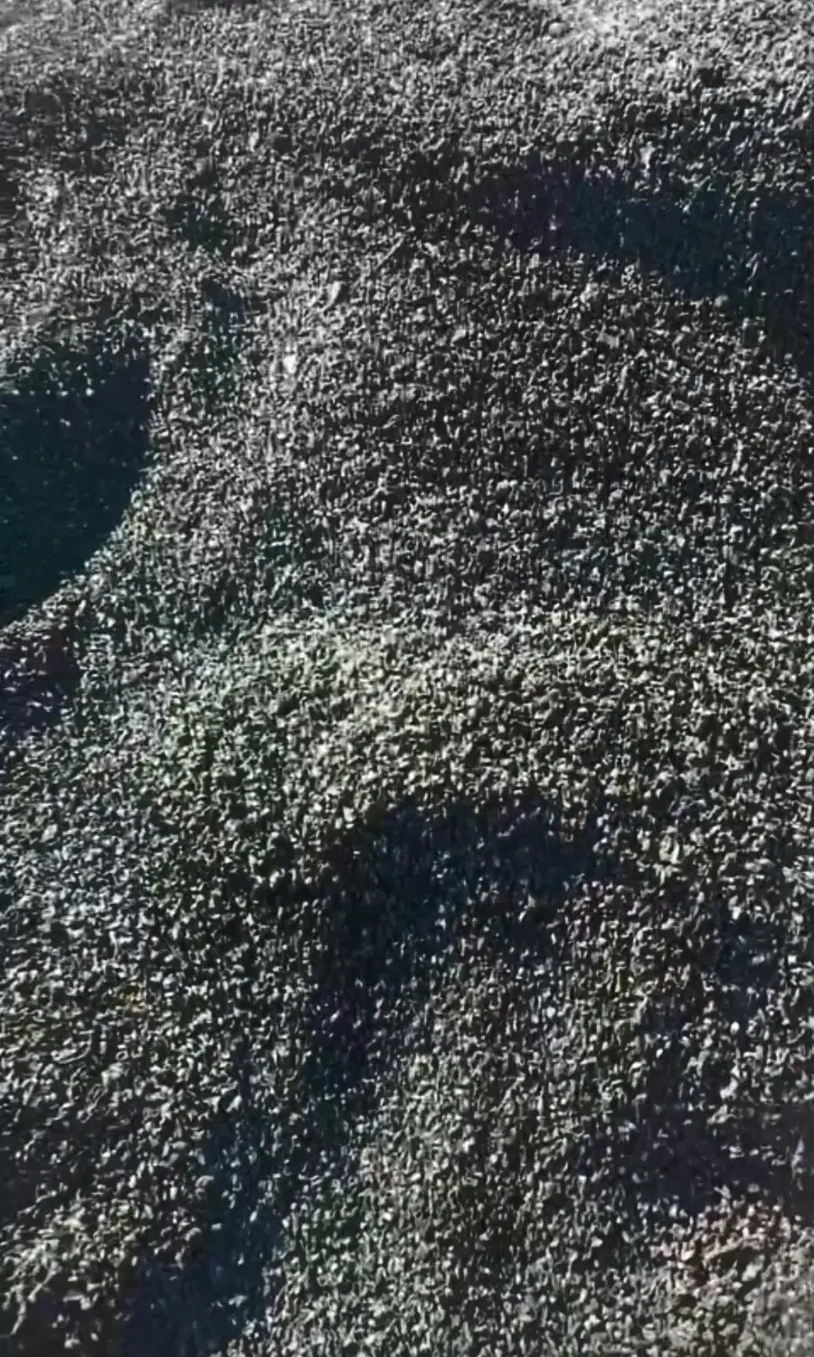 کارگر اتباع جهت کاردرکارگاه تولیدکربن پسته|استخدام صنعتی، فنی، مهندسی|برخوار, |دیوار