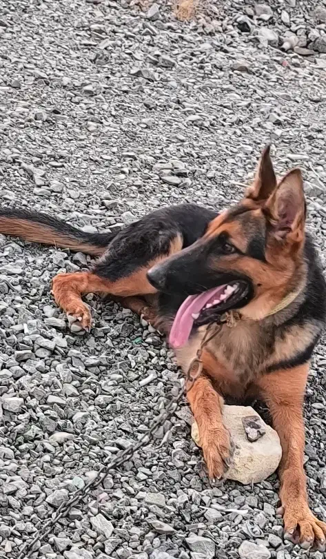 ژرمن اصل ماده|سگ|رودان, |دیوار