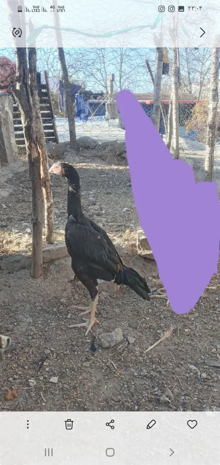 جوجه اوشامو|حیوانات مزرعه|اردبیل, |دیوار