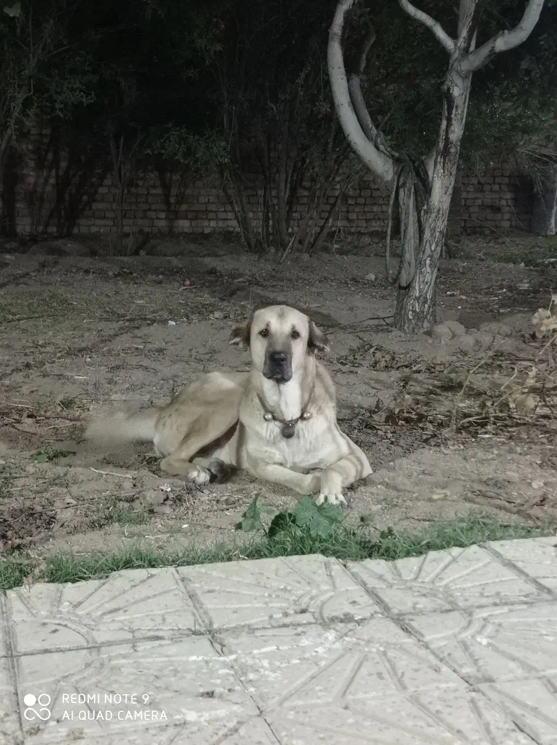 معاوضه ماده پژدر با سگ نگهبان|سگ|نوبران, |دیوار