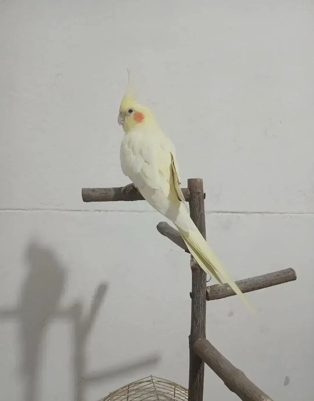 عروس هلندی ماده رام لوتینو بالغ|پرنده|سرپل ذهاب, |دیوار