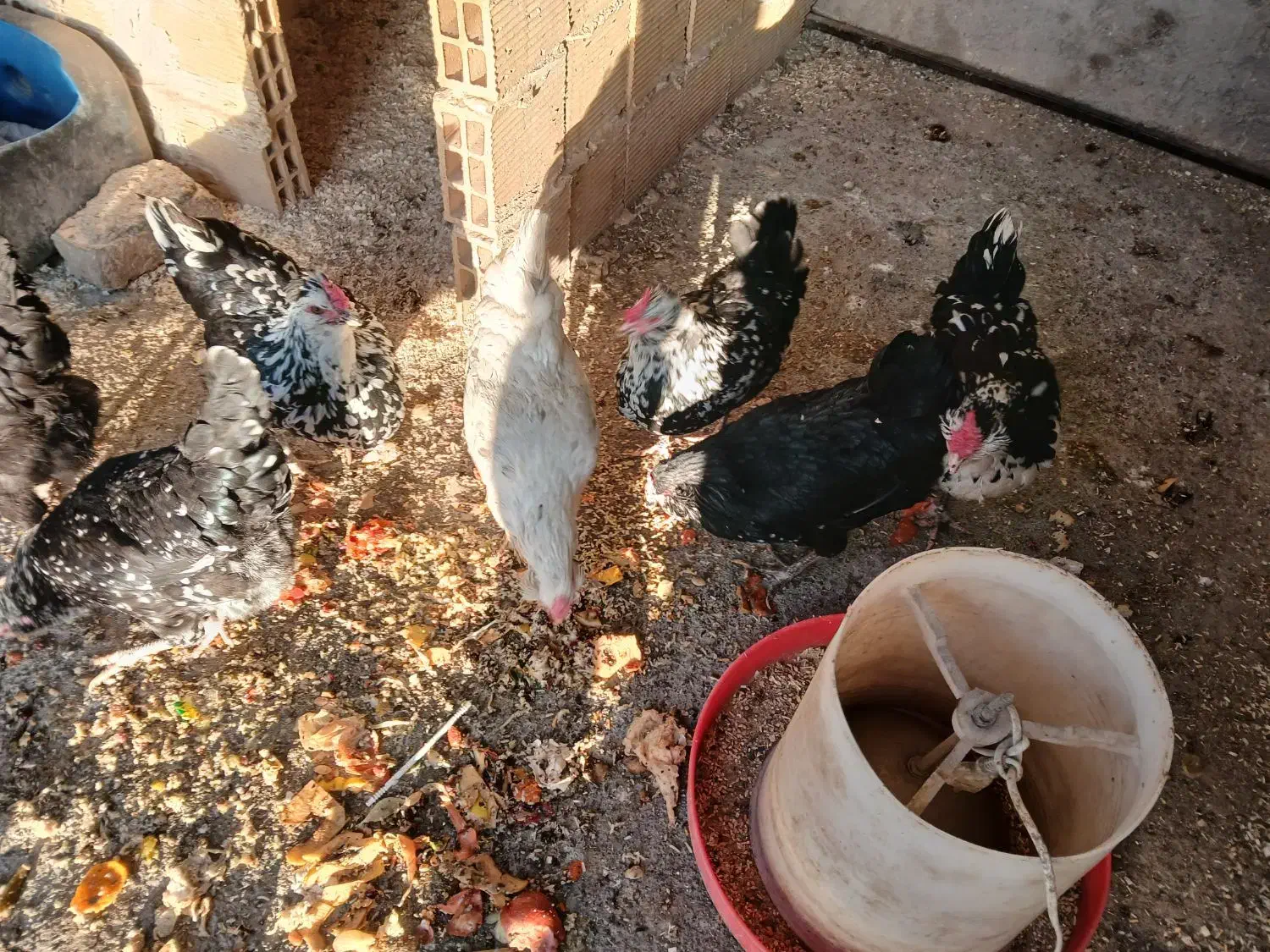 تخم نطفه دار گلین لری اصیل ریشی چهل تاج|حیوانات مزرعه|فولادشهر, زاینده رود|دیوار