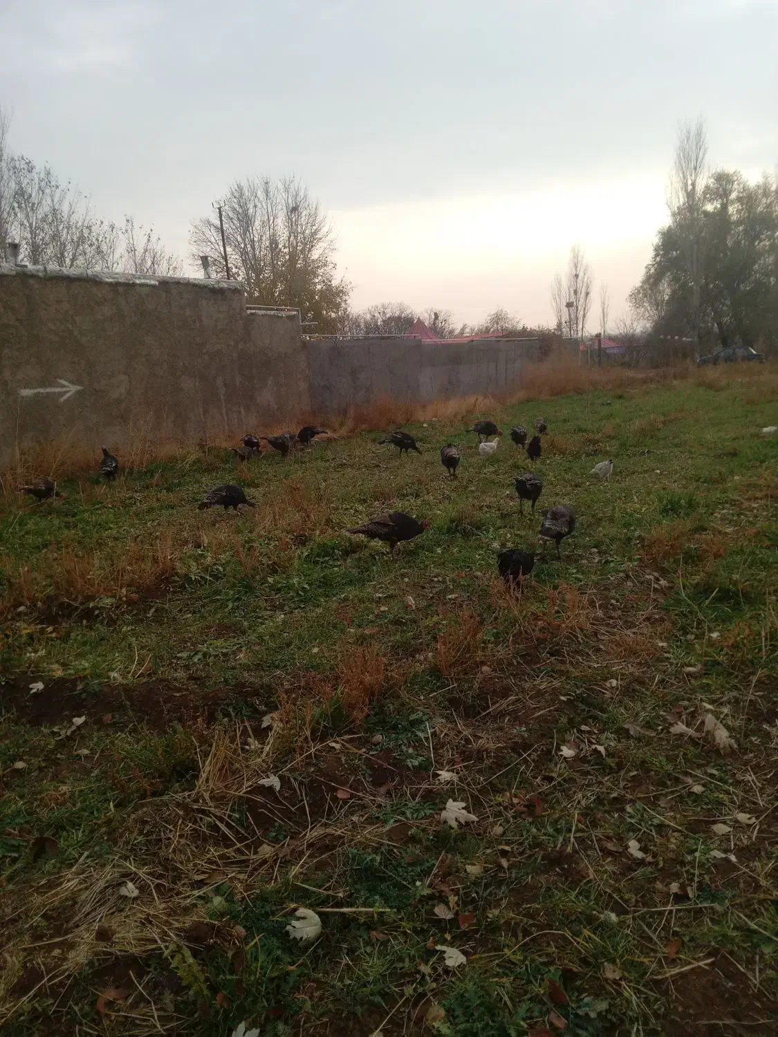 بوقلمون برنزه|حیوانات مزرعه|ابهر, |دیوار