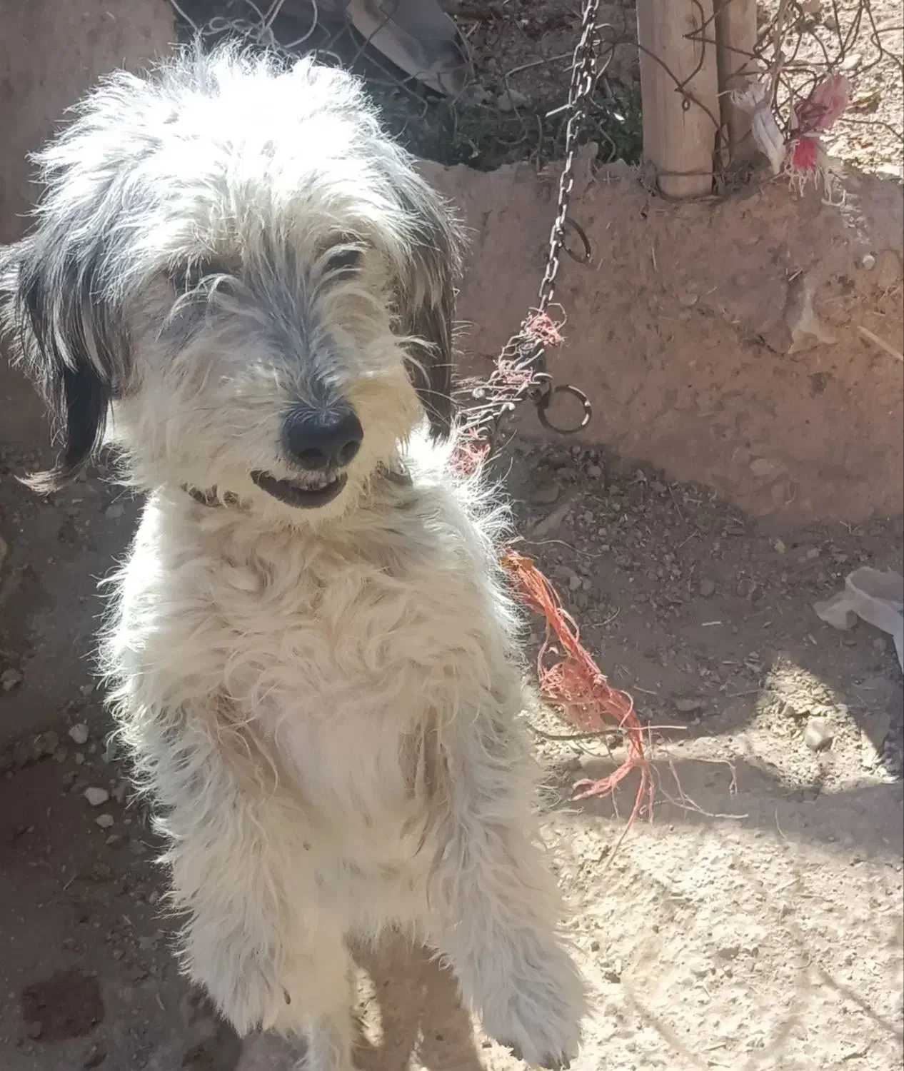 سگ شیتزو|سگ|قروه, |دیوار