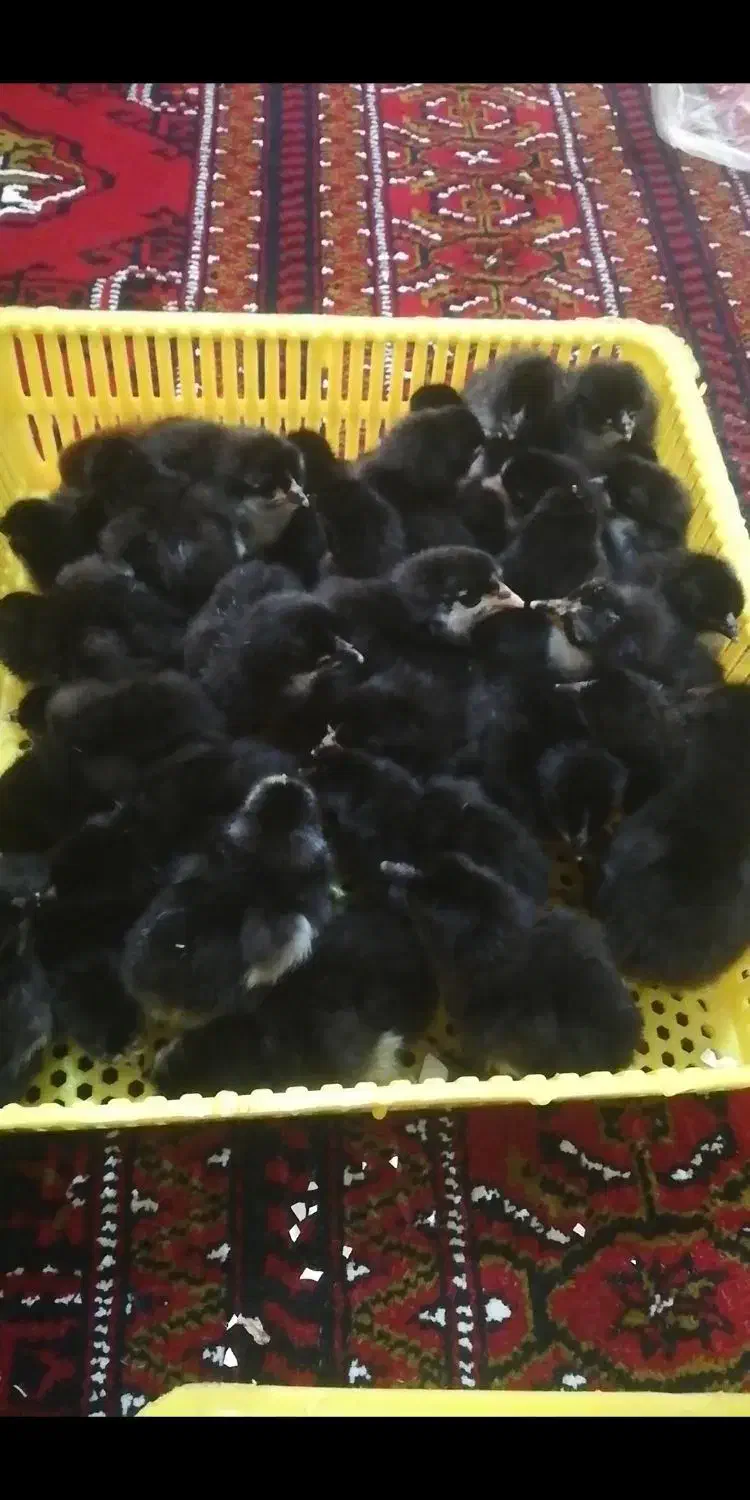 دستگاه جوجه کشی|لوازم جانبی حیوانات|کردکوی, |دیوار