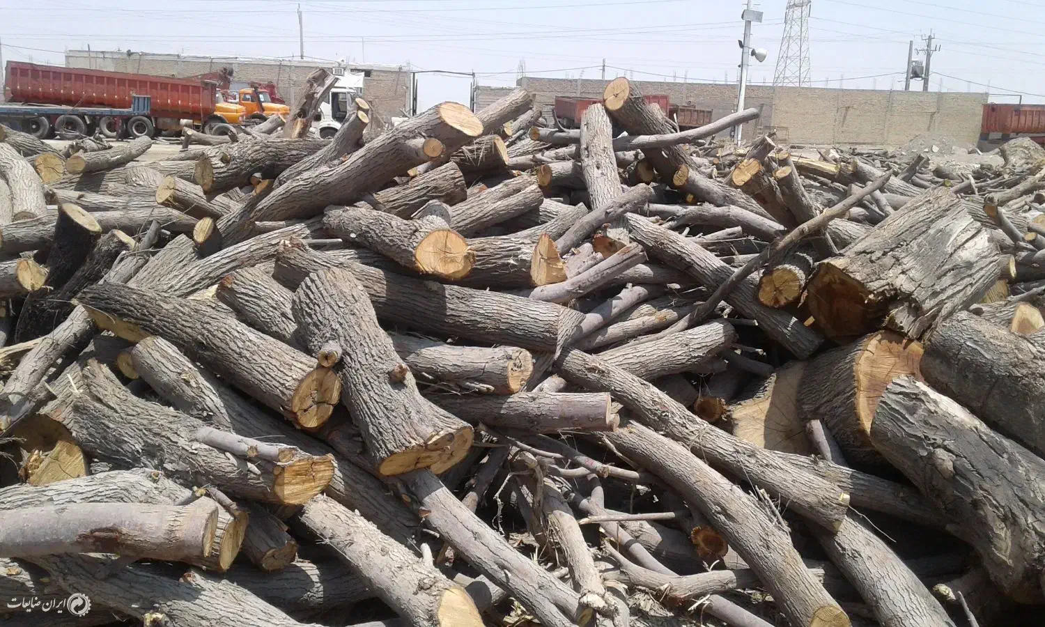 خرید درخت|خدمات باغبانی و درختکاری|موچش, |دیوار