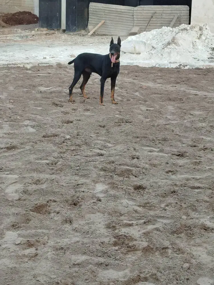 سگ نردوبرمن.مشکی|سگ|سبزوار, قصبه شرقی|دیوار