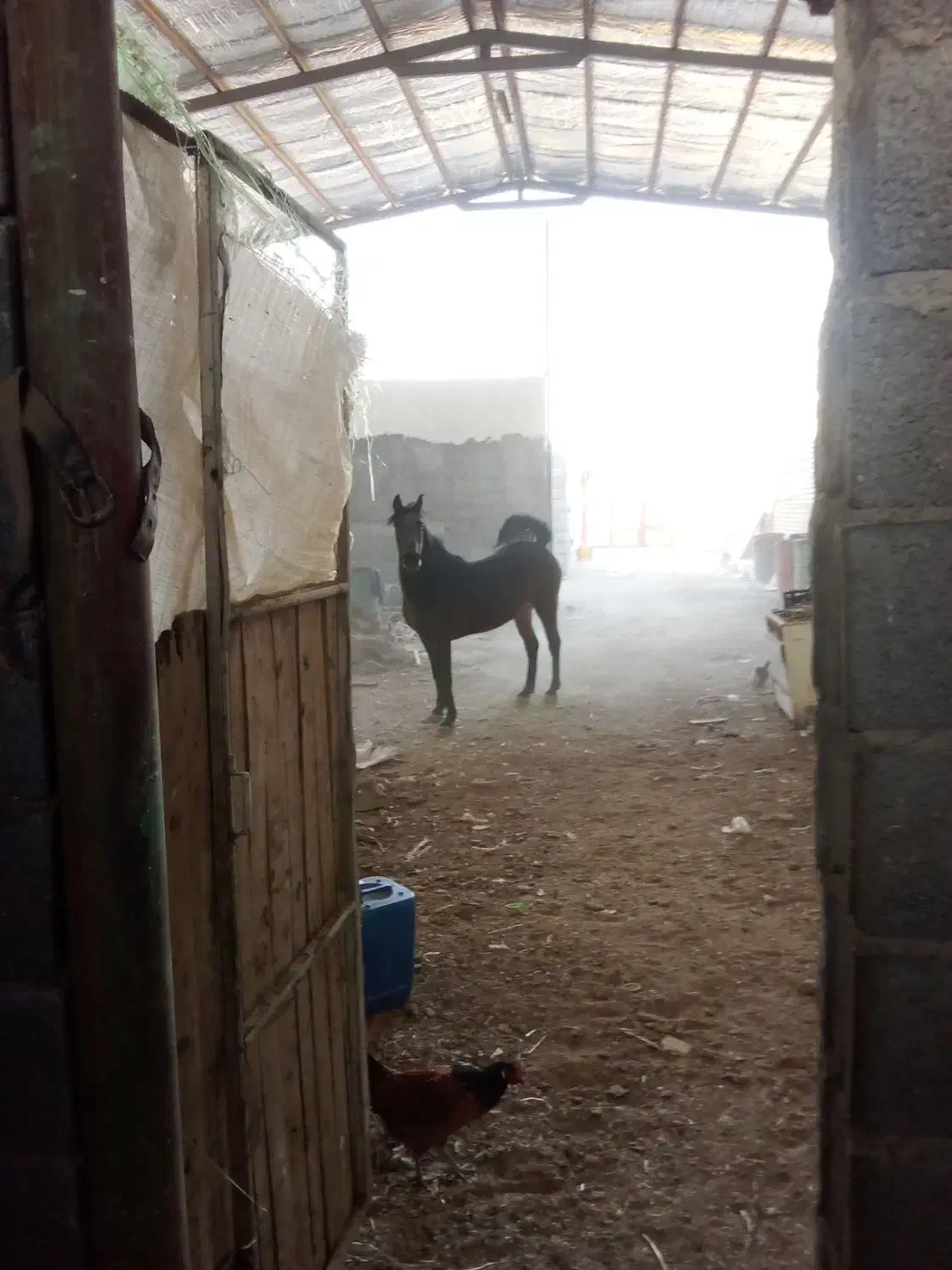 مادیان ترکی|اسب و تجهیزات اسبسواری|اصفهان, شهرک امام خمینی|دیوار