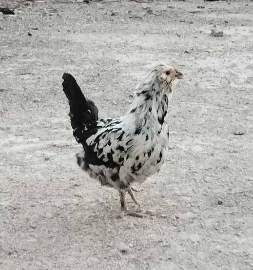 تخم مرغ گلین|حیوانات مزرعه|شیراز, رکن‌آباد|دیوار