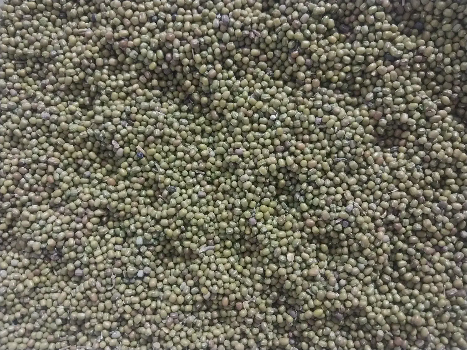 ماش درجه ۱|خوردنی و آشامیدنی|کوهدشت, |دیوار