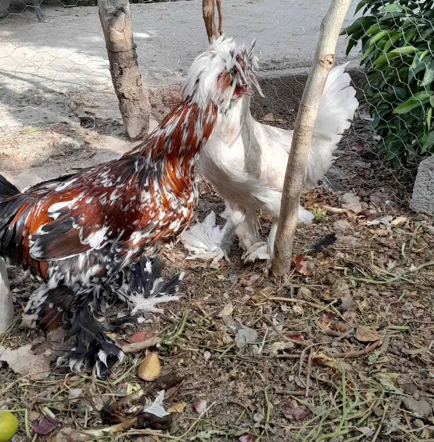 فروش یک جفت مرغ وخروس لهستانی|حیوانات مزرعه|فیروزآباد (فارس), |دیوار