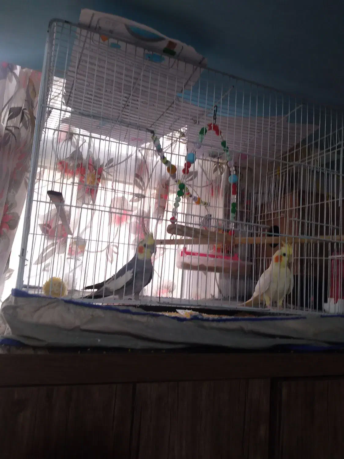 یک جفت عروس هلندی خونگی دستی|پرنده|سمنان, |دیوار