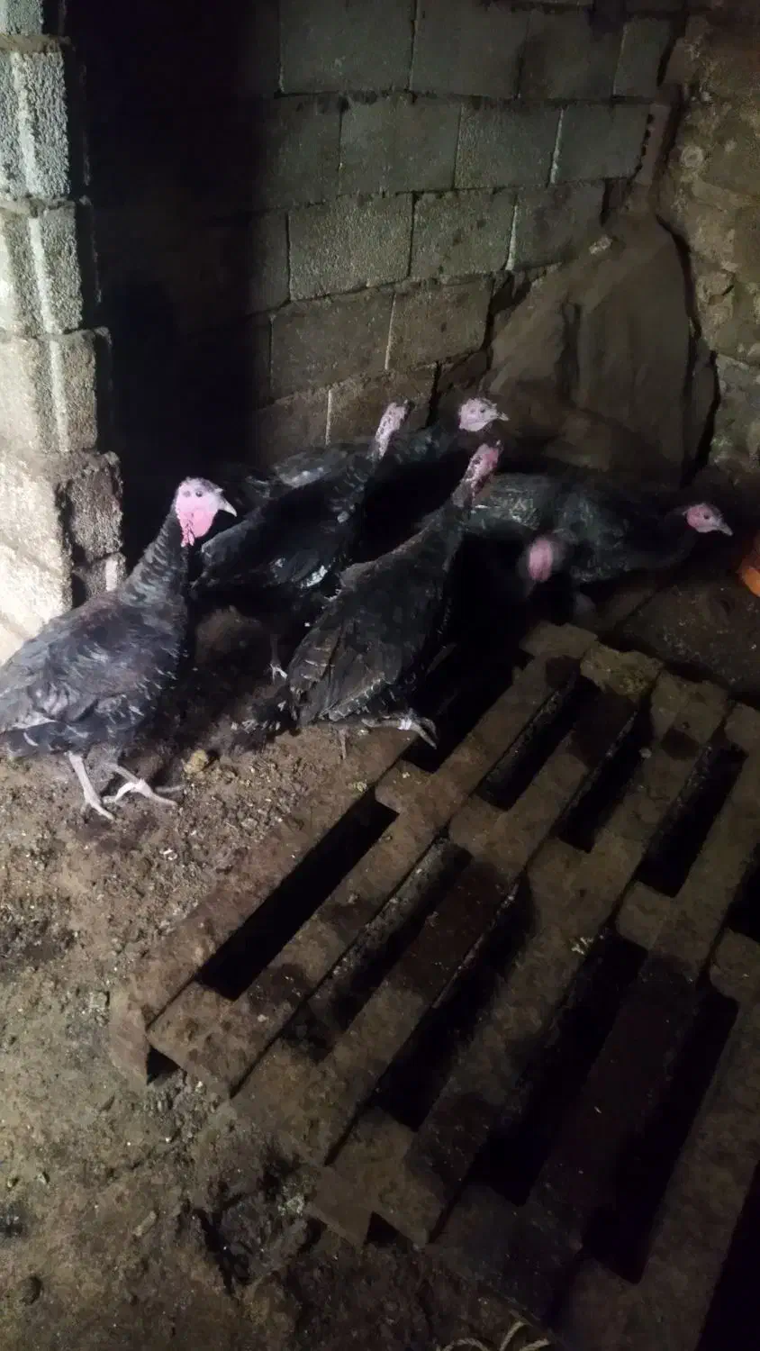 بوقلمون چاق برای شب یلدا مکان خود ماکو|پرنده|ماکو, |دیوار