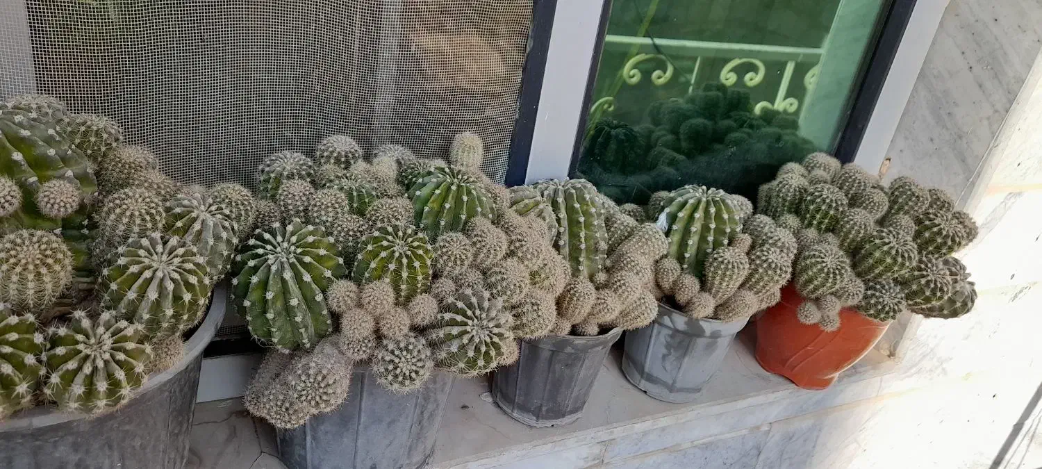 گل کاکتوس|گل و گیاه طبیعی|هشتگرد, مدرس|دیوار