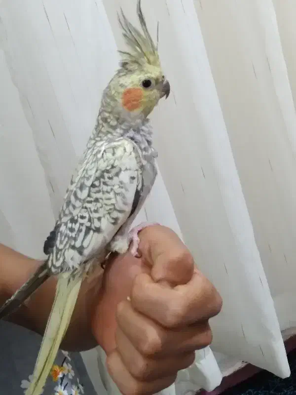 ملنگو یک ساله ماده نیمه دستی، عروس هلندی |پرنده|طرقبه, |دیوار