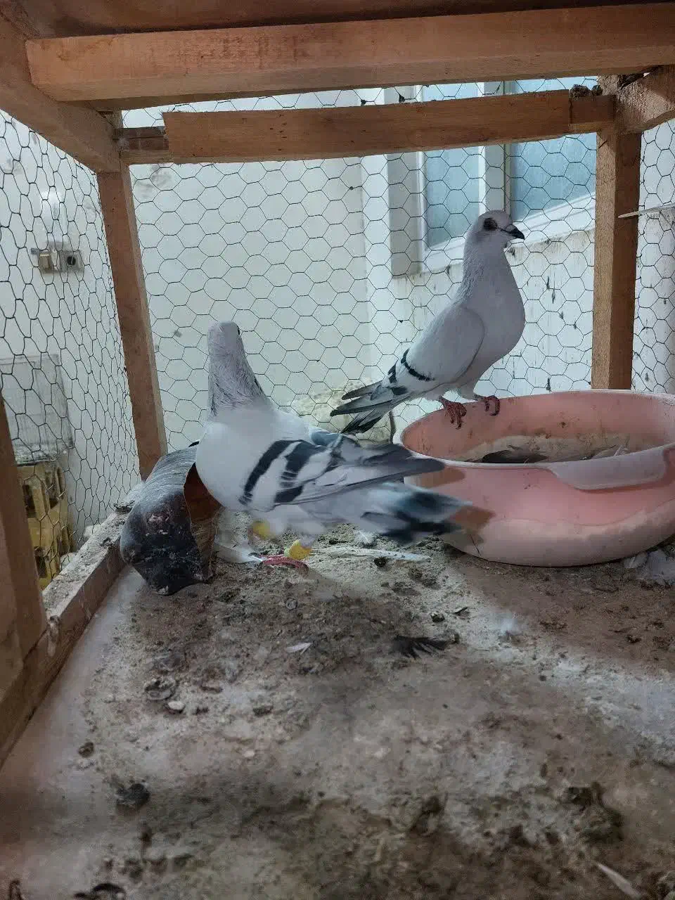 کفتر شامی عروسک|پرنده|مشهد, شهرک مهرگان|دیوار