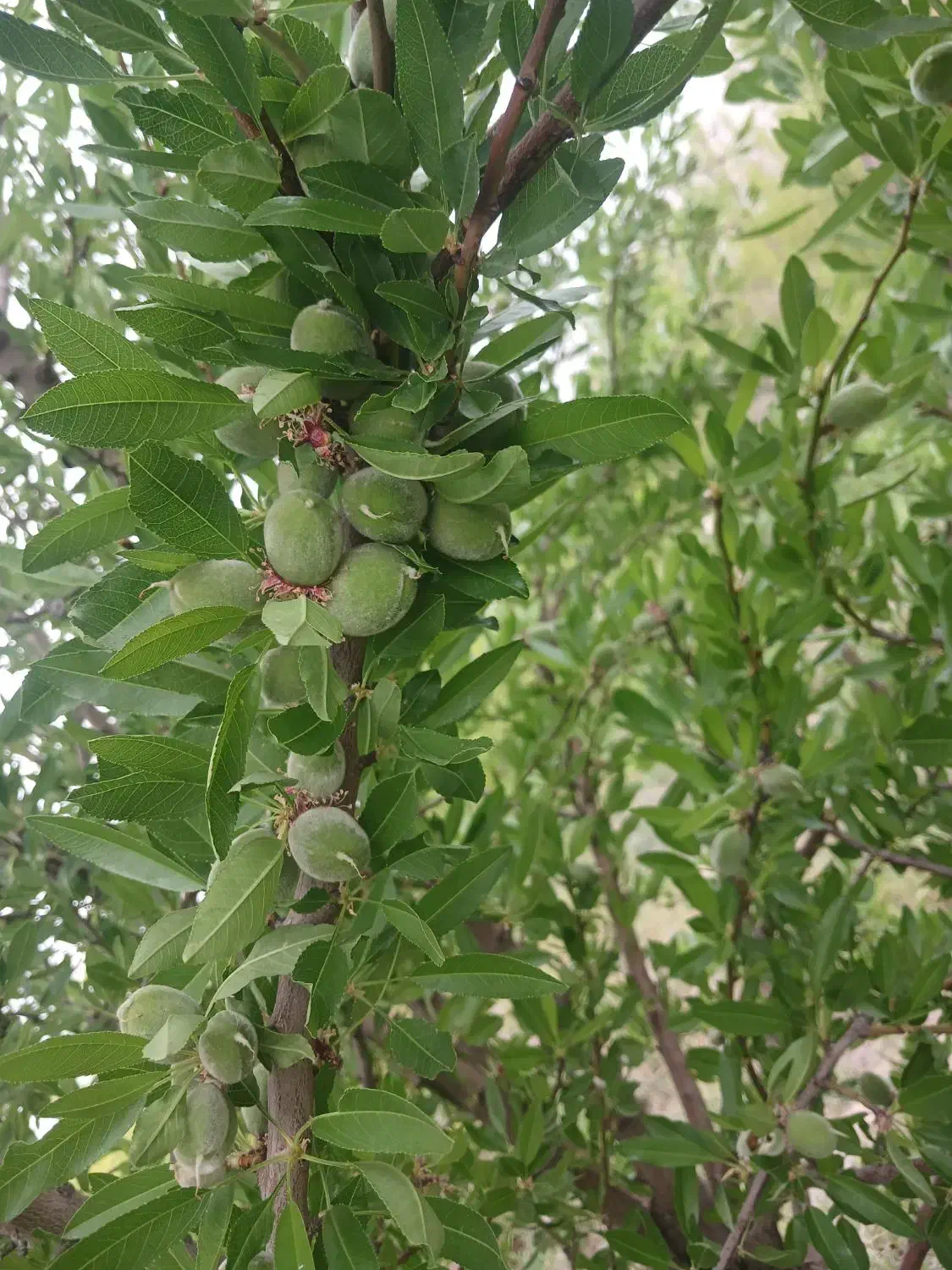 باغ انار ۴ ساله|فروش زمین و ملک کلنگی|فسا, |دیوار