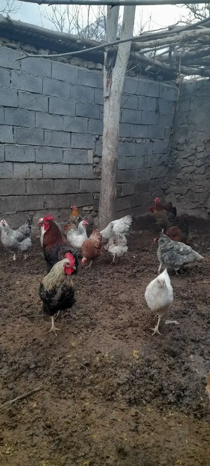 خروس|حیوانات مزرعه|کنگاور, |دیوار