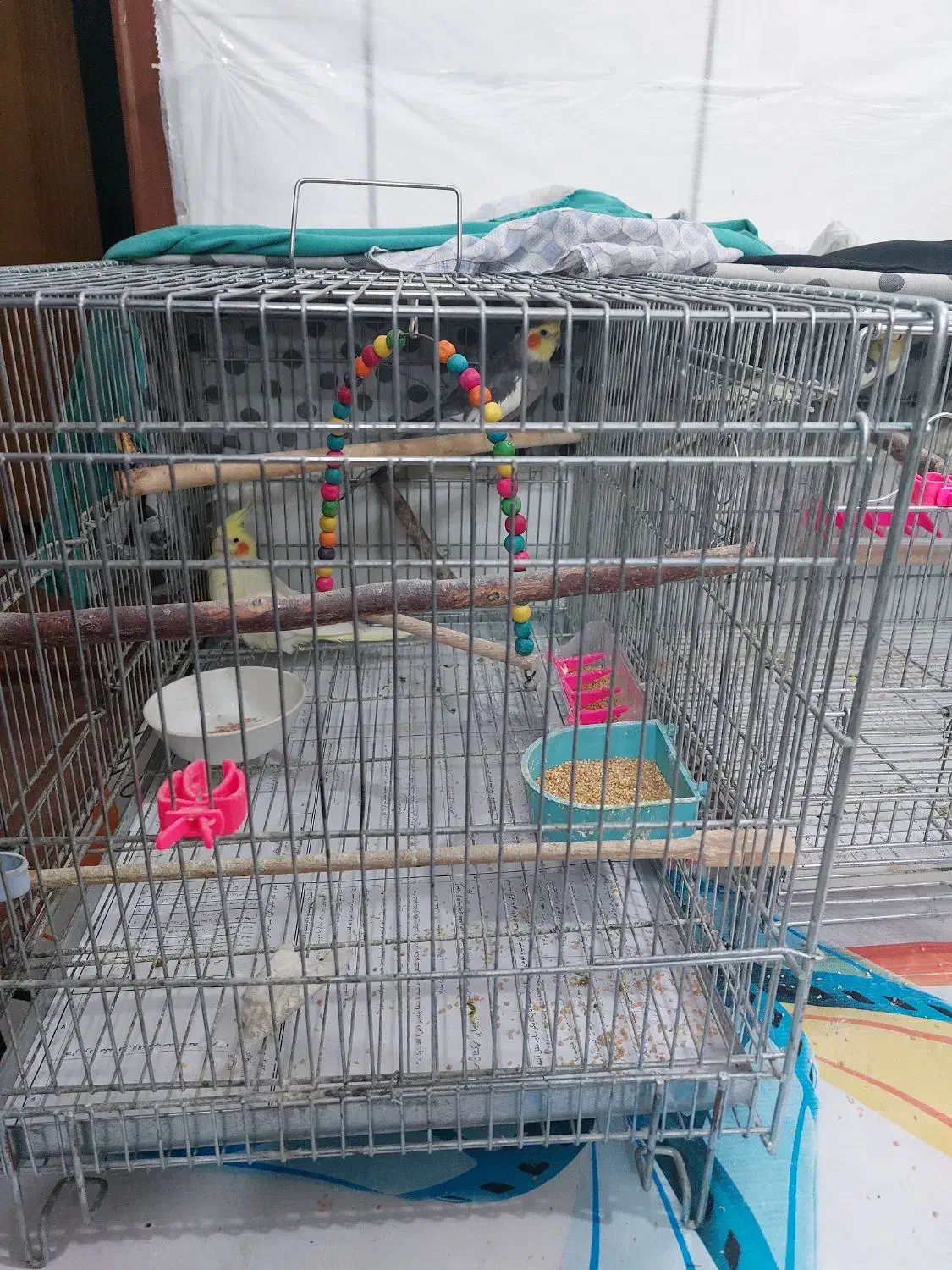 دو جفت عروس هلندی|پرنده|مبارکه, |دیوار